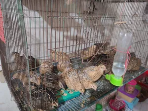 Quail Bird