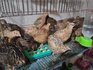 Quail Bird