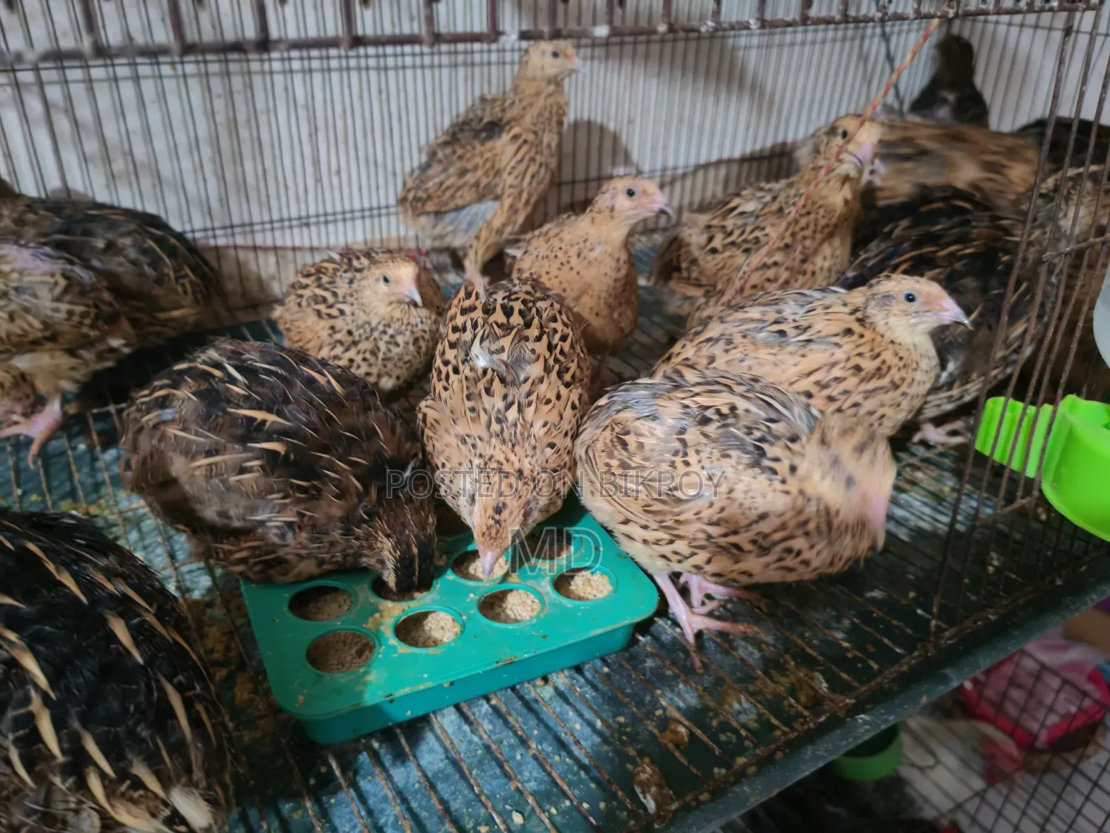 Quail Bird