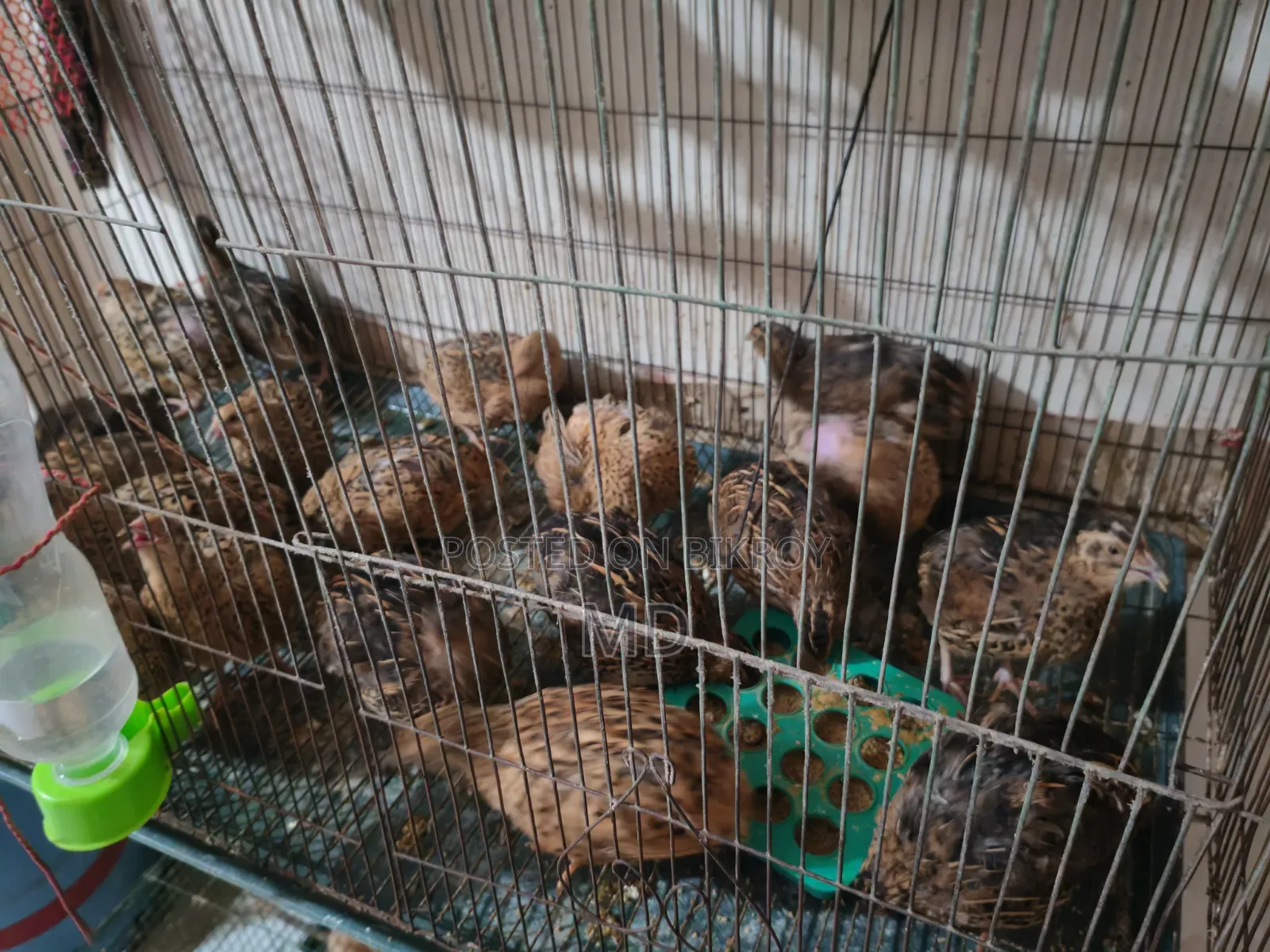 Quail Bird
