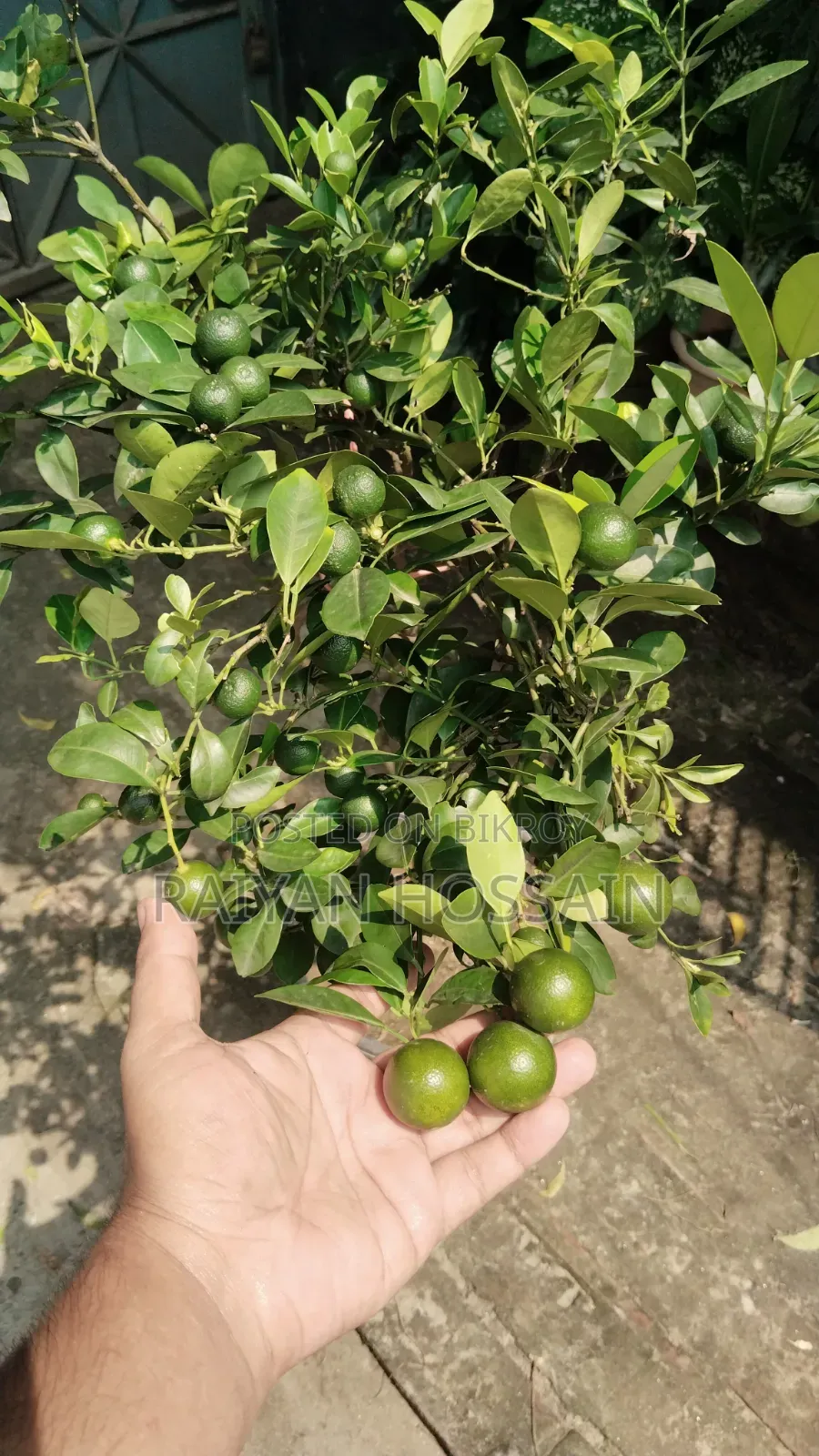 বারোমাসি কমলা গাছ