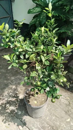 বারোমাসি কমলা গাছ