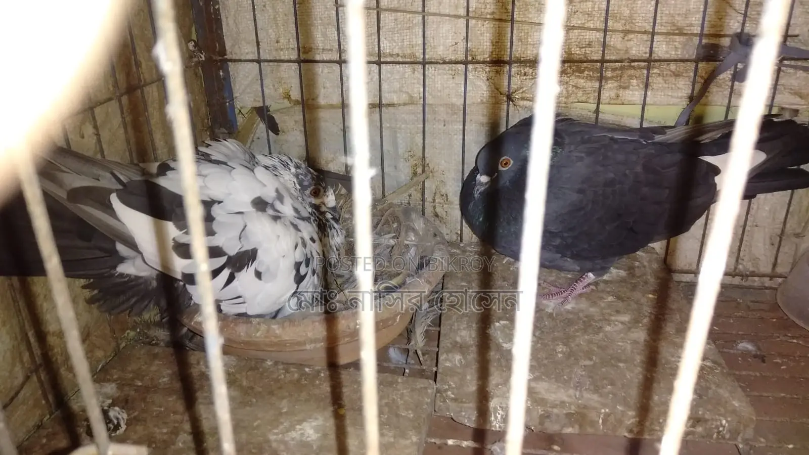 Good Quality Pigeons