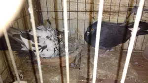 Good Quality Pigeons