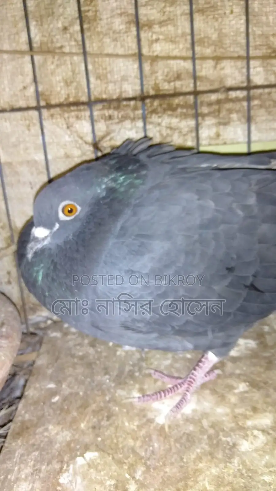 Good Quality Pigeons