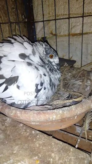 Good Quality Pigeons
