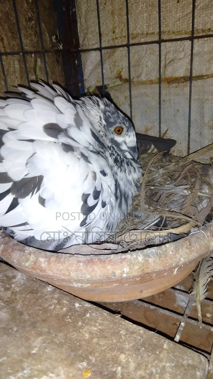 Good Quality Pigeons