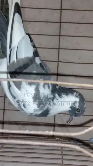 Good Quality Pigeons