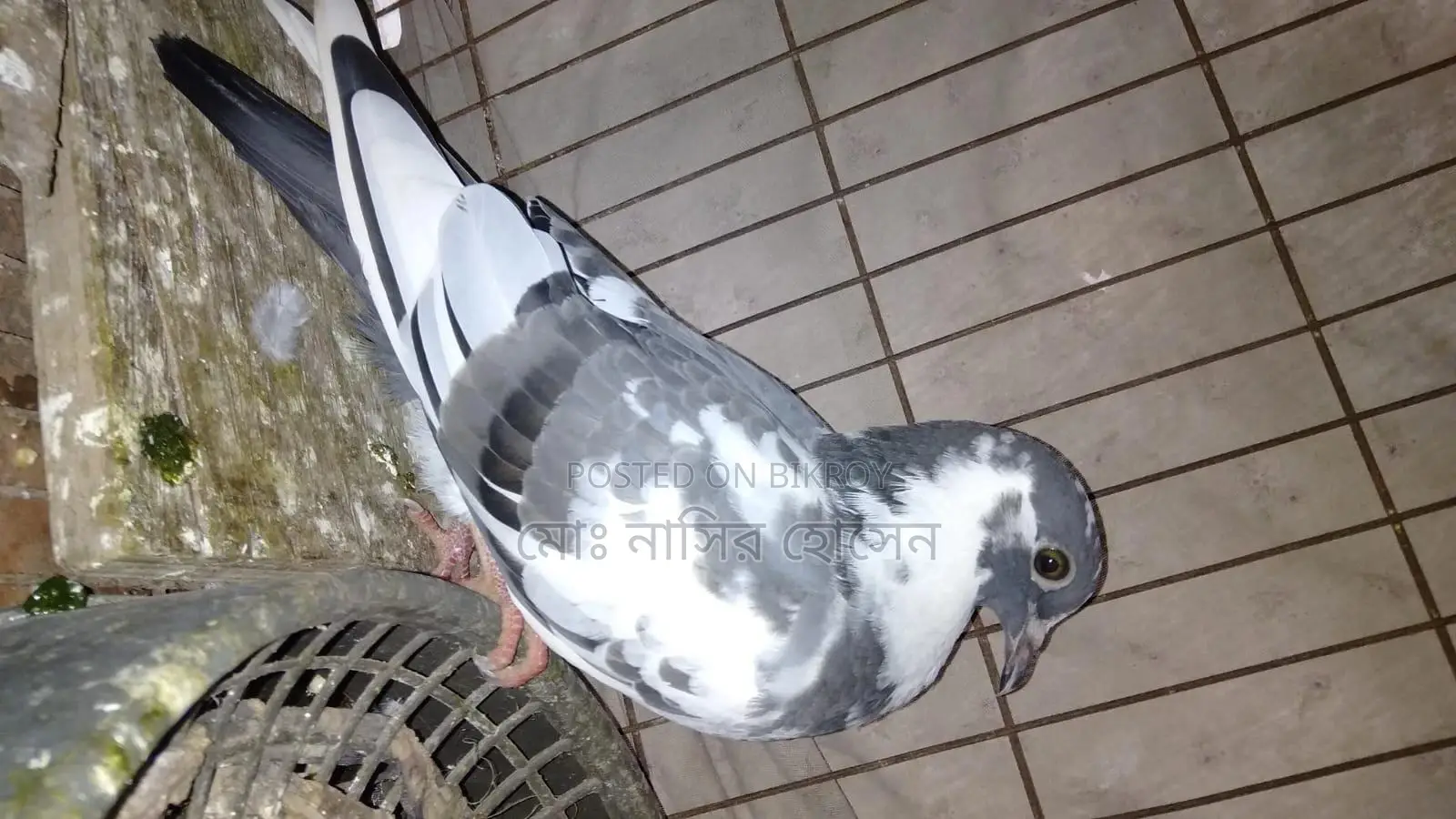 Good Quality Pigeons