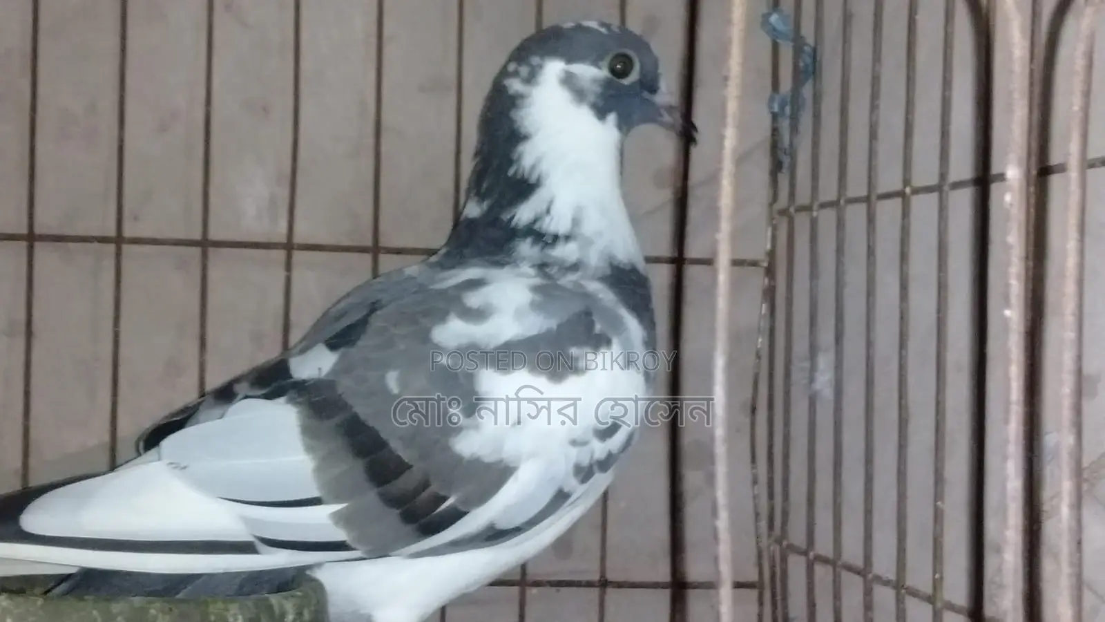 Good Quality Pigeons