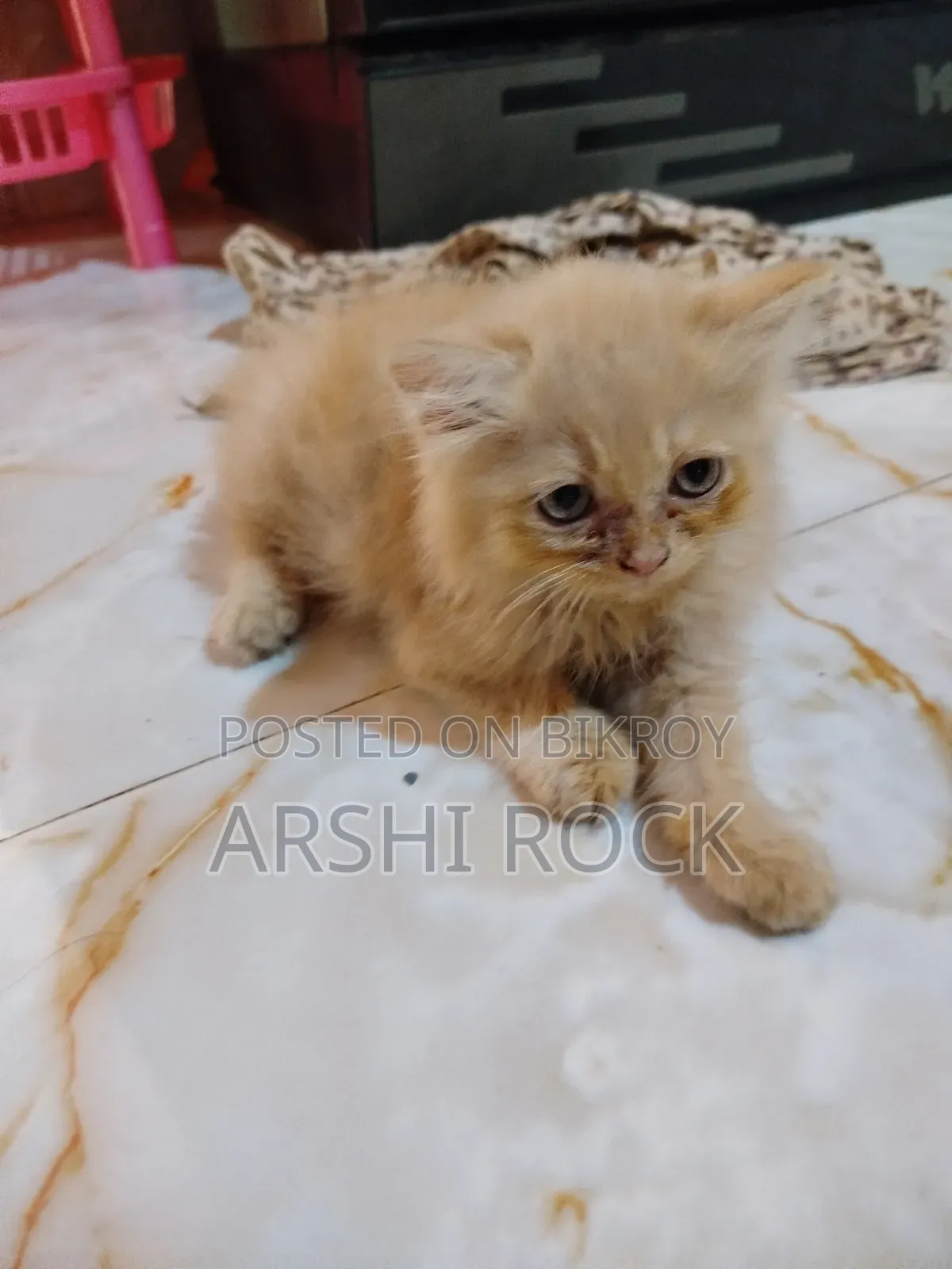 1-3 Months Female Purebred Persian