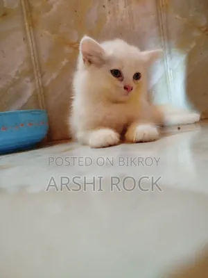 1-3 Months Female Purebred Persian