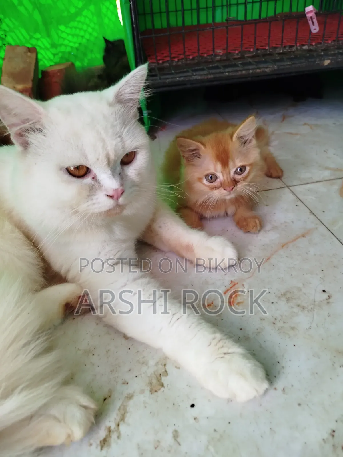 1-3 Months Female Purebred Persian
