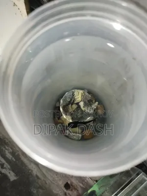 অভিজিৎ দাশ
