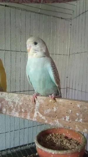 English Budgerigar Baby