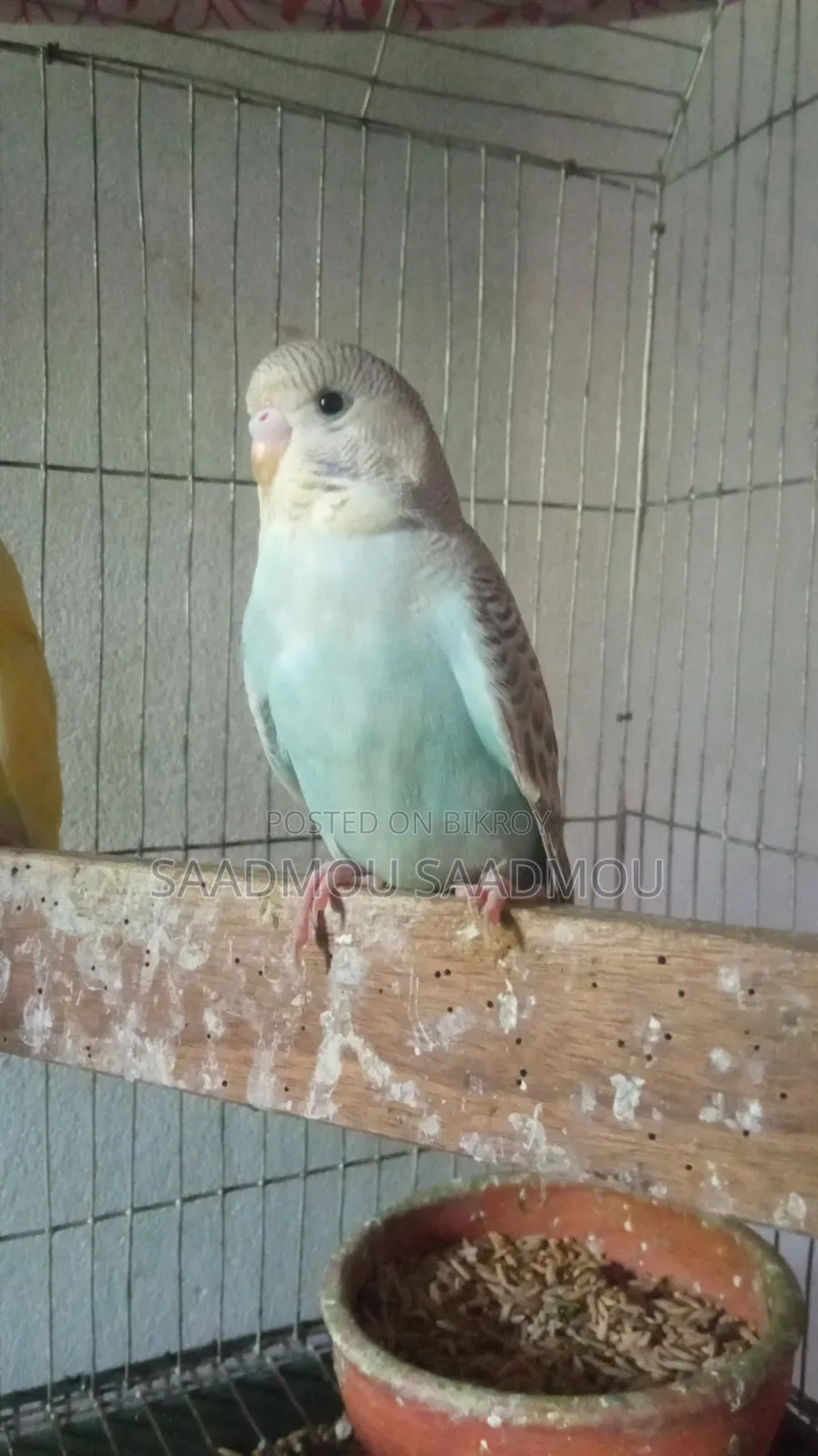 English Budgerigar Baby