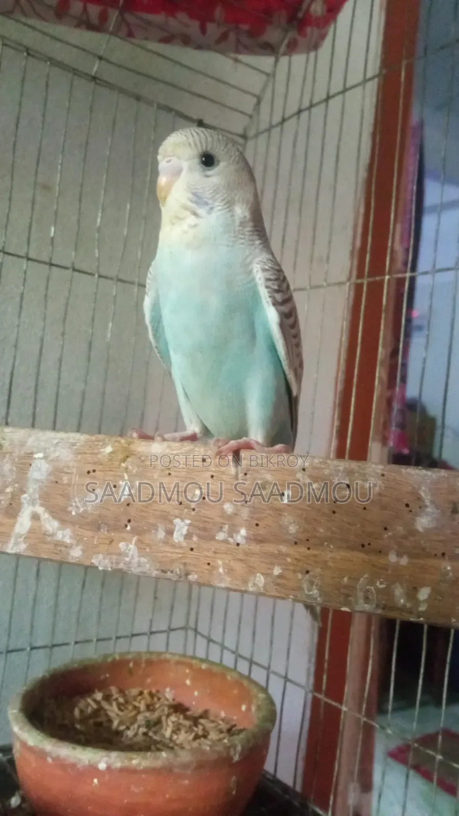 English Budgerigar Baby