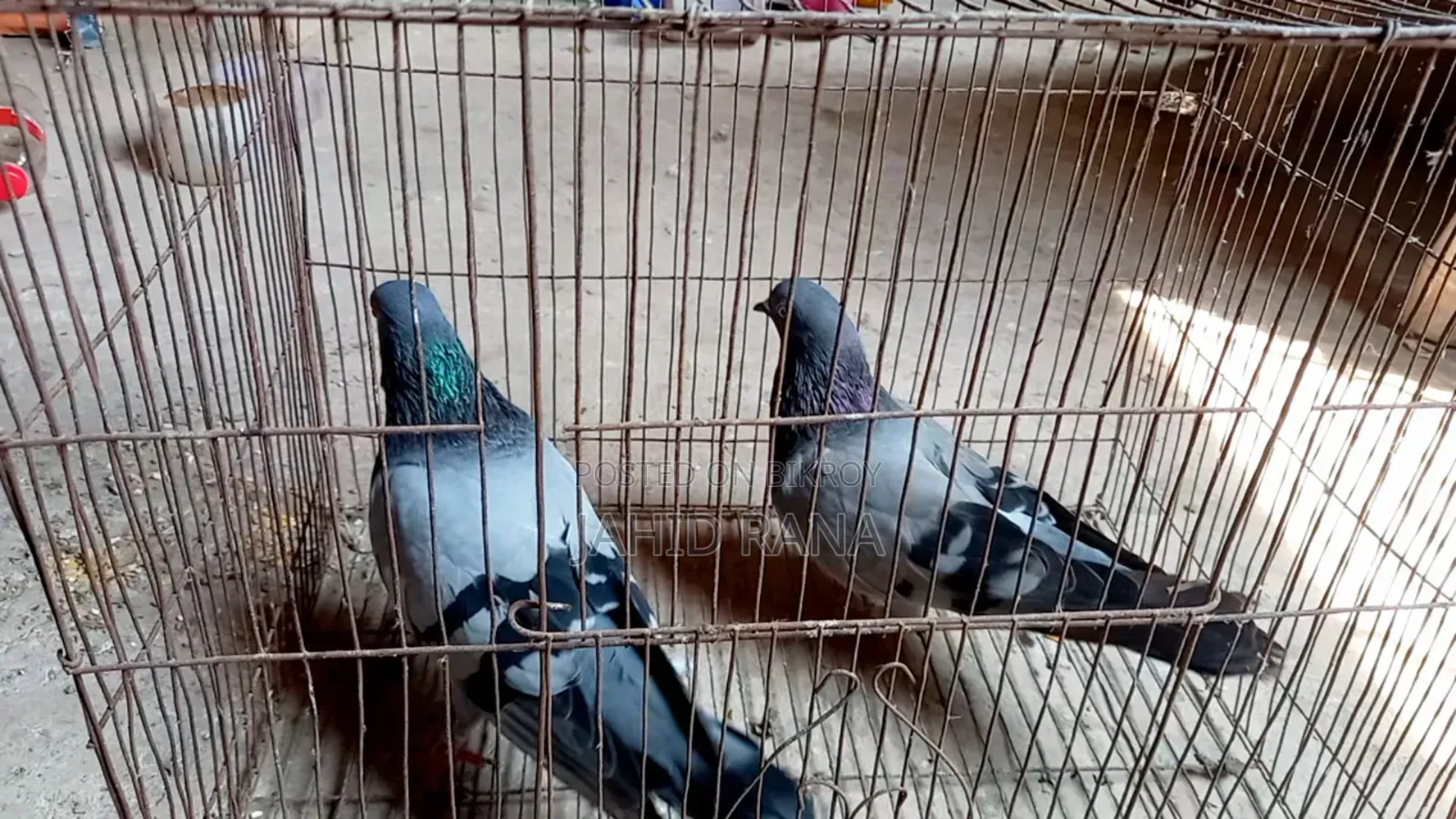 Rajshahi Giribaj Pigeon