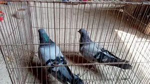 Rajshahi Giribaj Pigeon