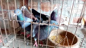 Rajshahi Giribaj Pigeon