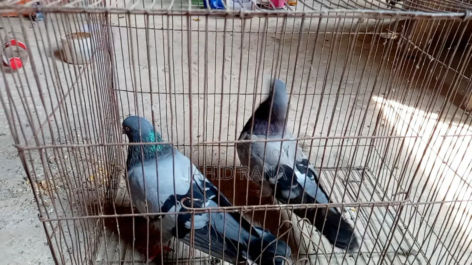 Rajshahi Giribaj Pigeon