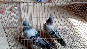 Rajshahi Giribaj Pigeon