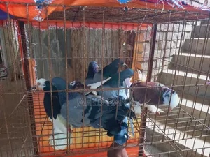 Rajshahi Giribaj Pigeon