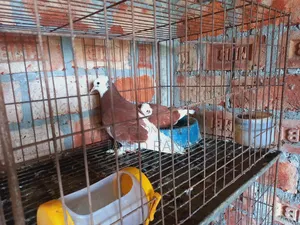 Rajshahi Giribaj Pigeon