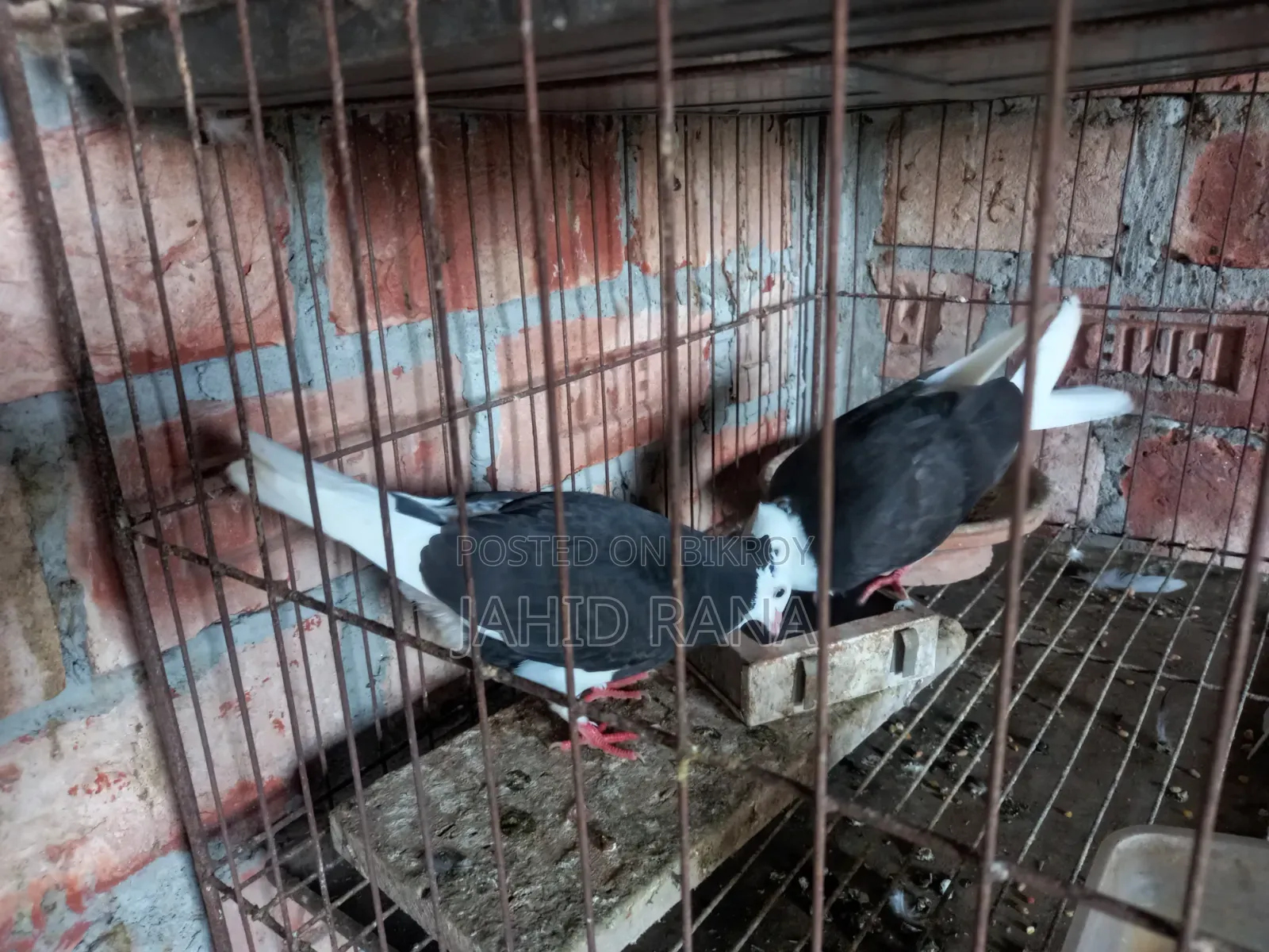 Rajshahi Giribaj Pigeon