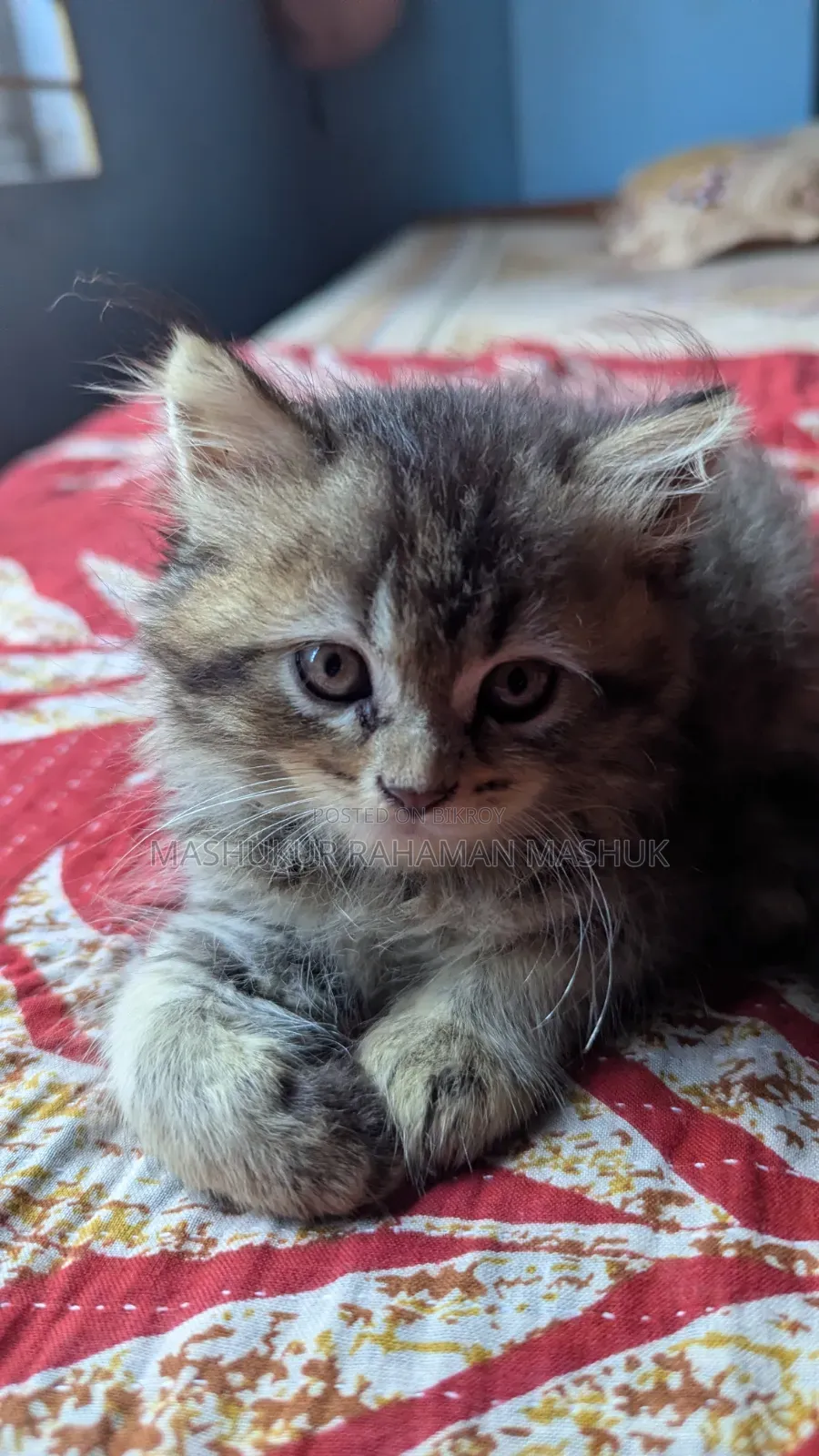 1-3 Months Female Purebred Persian