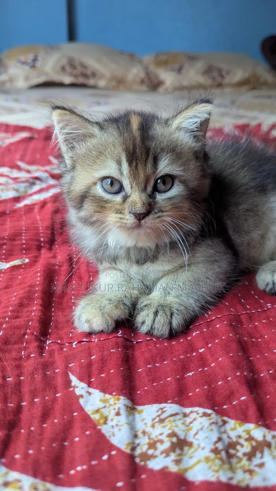 1-3 Months Female Purebred Persian