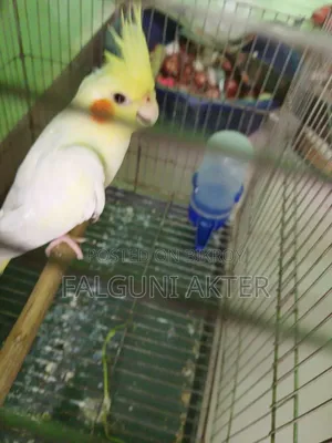 লুটিনো ককাটিয়েল
