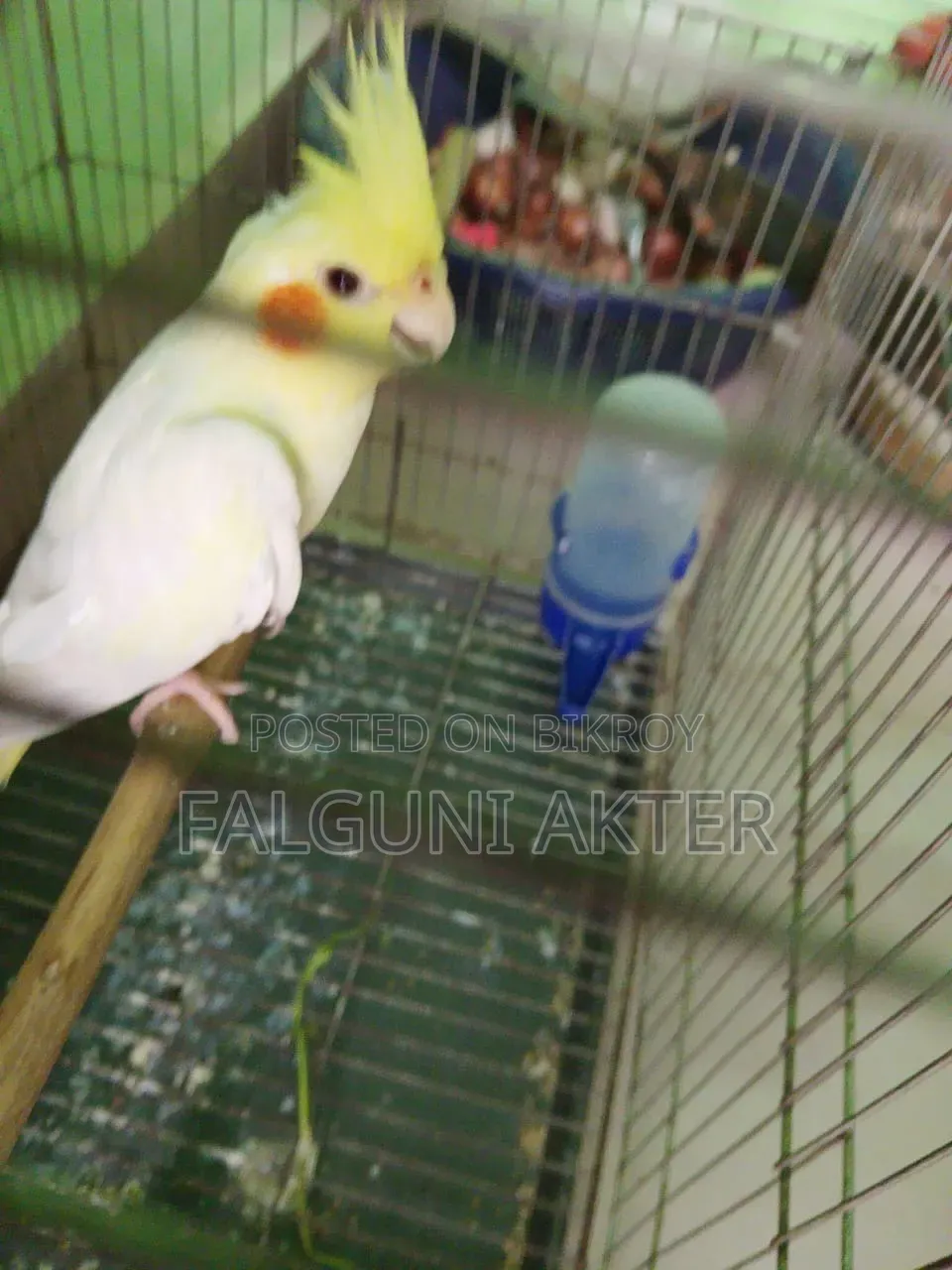 Lutino Cockatiel