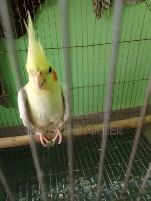 Lutino Cockatiel