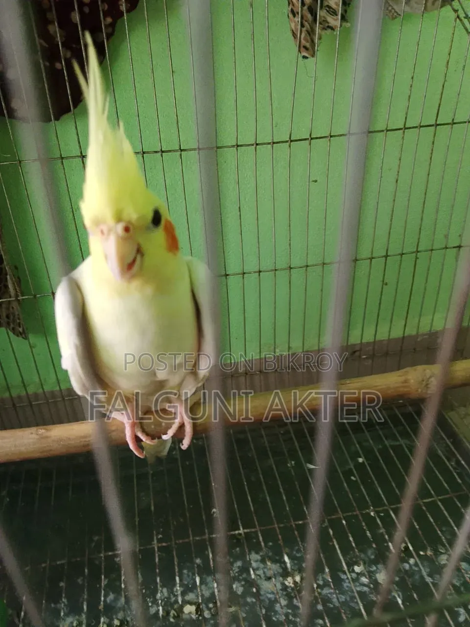 Lutino Cockatiel