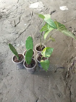 কিছু ইনডোর গাছ বিক্রয়ের জন্য