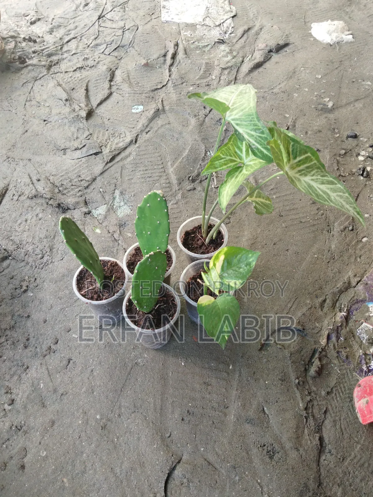 কিছু ইনডোর গাছ বিক্রয়ের জন্য