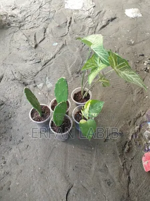 কিছু ইনডোর গাছ বিক্রয়ের জন্য