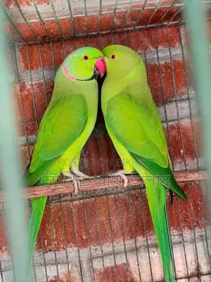 Ringneck breeding pair