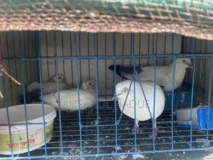 Kaldom Pigeons Pair