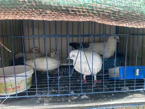 Kaldom Pigeons Pair