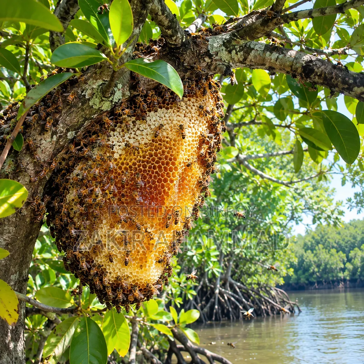 Pure Honey Collection