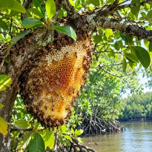 খাঁটি মধু সংগ্রহ