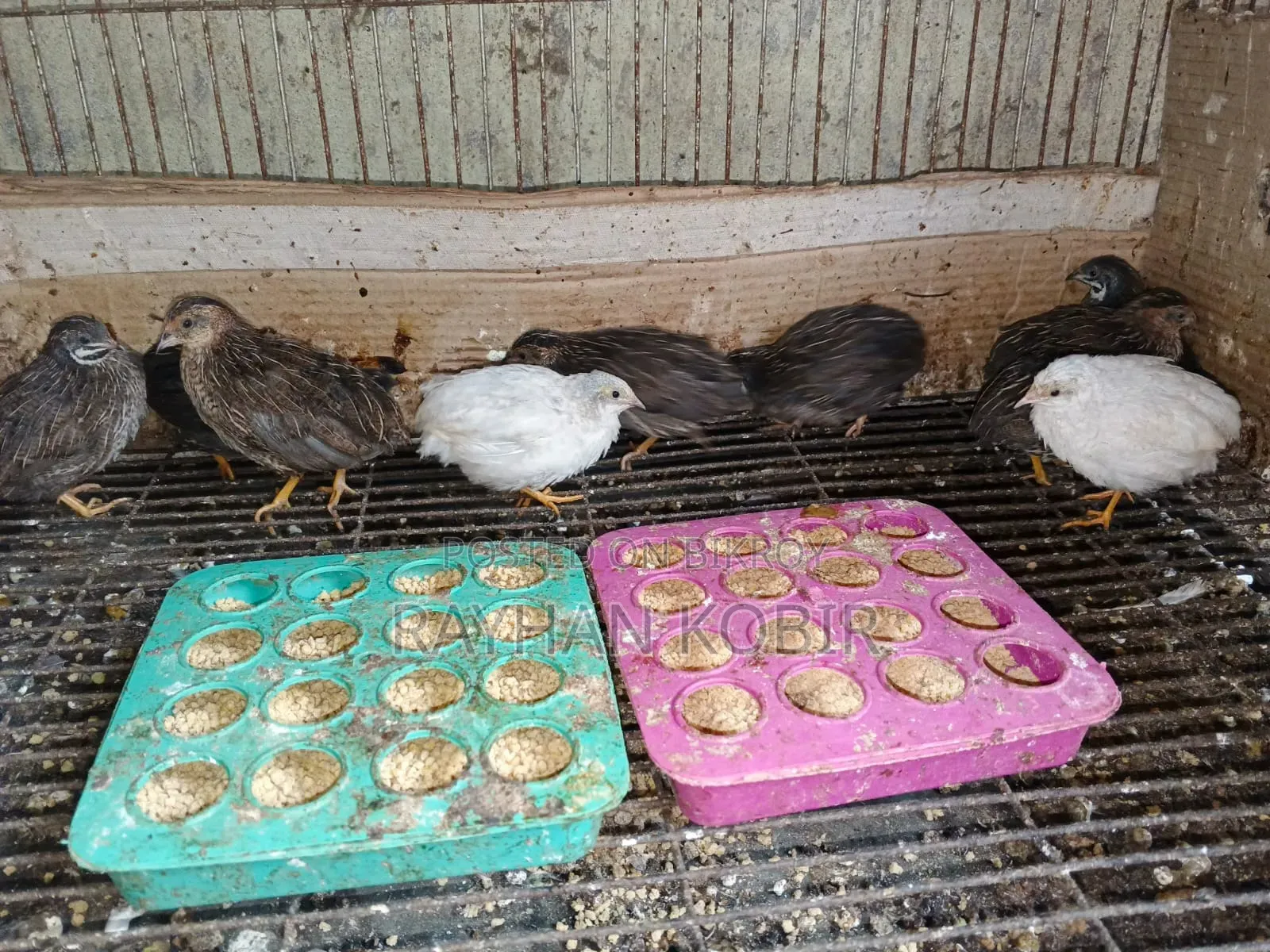 King Quail Running Egg Laying