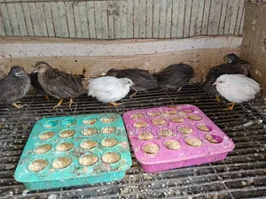 King Quail Running Egg Laying