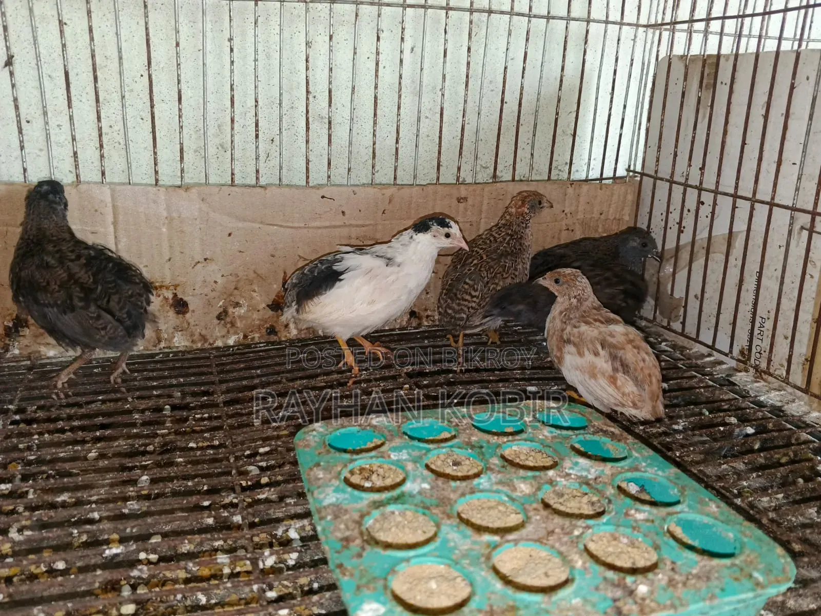 King Quail Running Egg Laying
