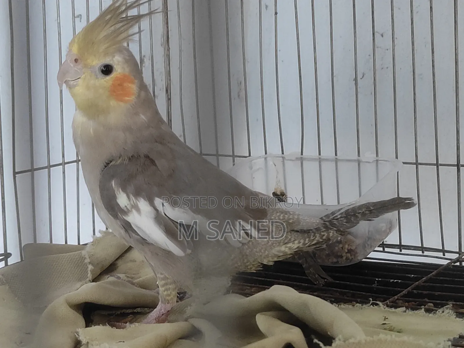 Cockatiel Bird for Sale