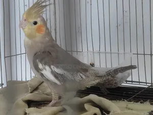 Cockatiel Bird for Sale