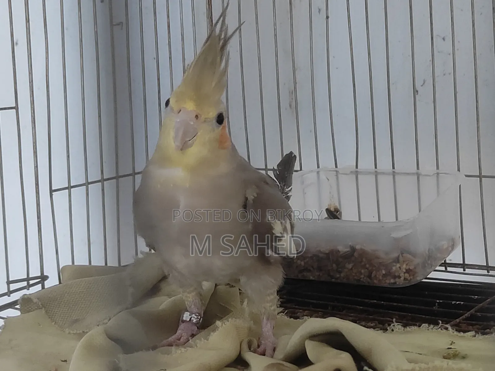 Cockatiel Bird for Sale