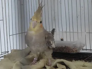 Cockatiel Bird for Sale